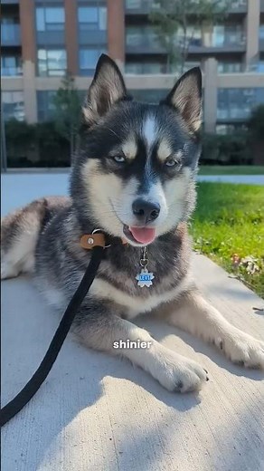 I Didn’t Expect THIS After Switching My Dog to Raw Food… 😮
