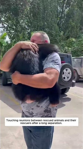 Touching reunions between rescued animals and their rescuers after a long separation.