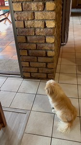 Hi everyone! 🌟 You can support Pekingese Haven by sending Stars 🌟 – they help us earn money to keep making content so the we can help and support the Pekes Whenever you see the Stars icon, you can send us Stars ✨ . #StarsEverywhere | Pekingese Haven - NPC 2015/397299/08