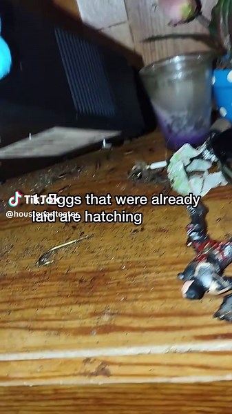 Dealing with Roaches After Treatment: What to Do Next