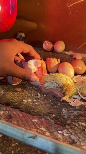 Perfect last swan egg hatching #hatching #mianinventions