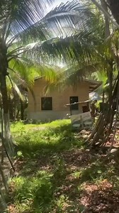 480K views · 5.2K reactions | House and lot forsale 600sq meter lot area Mother title Naay 10 ka ad sa baboy Poyde rajud magbaboyan diri Poyde Ra downan Pm lang Tas presyo Sta Lucia Cebu location Duol NIS Sta.Lucia simbahan Sa interesado message lang Analisa Nacion Raketerang Inahan sa Balamban 09750767221 | Analisa Nacion | Facebook