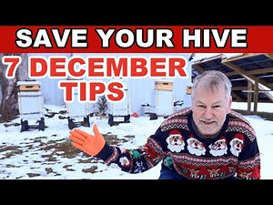 Beekeeping Mastery: Top 7 December Tips for Beekeepers