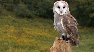 Barn Owl Forest Stock Footage Video (100% Royalty-free) 32614777 | Shutterstock