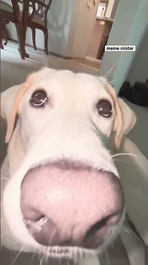 dog is feeling💀 #tiktok #funny #fyp #laugh #meme #day