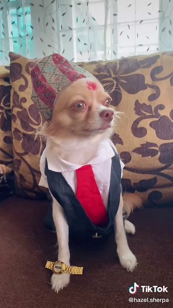 😂😂😂 #foryou #chihuahua #hazelrani #dogsoftiktokviral