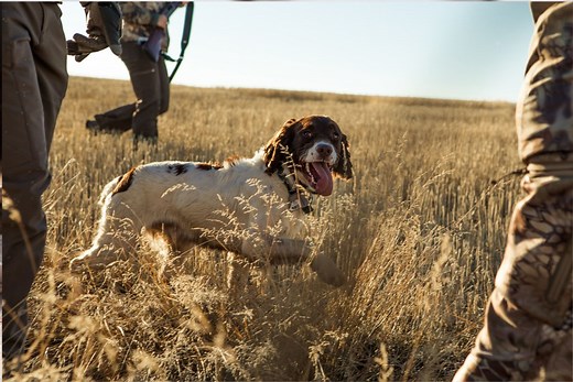 275+ Hunting Dog Names (With Meanings)