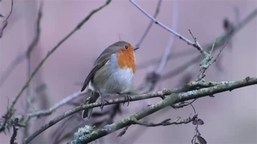 Did you know that Robins are unusual in that they sing all year round? Unlike many other birds, Robins continue defending their territory throughout the autumn and winter ! They do sound beautiful though 🎵 🎥Denise Deacon | RSPB Loch Leven