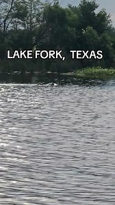4.3K views · 2.8K reactions | A massive alligator in Lake Fork Reservoir races a boat across the water.  Who do you think won?   ripnlips17/TT (June 2024) #texas #wildlife #weather | Lonestarlive.com | Facebook