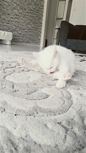 Happy Jyssi cleaning after shower # Turkish Angora #kitty #Jyssi
