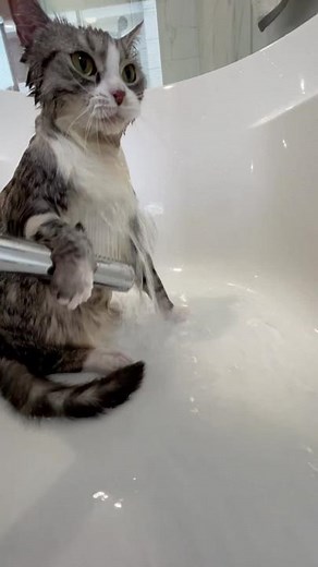 Domestic Cat Enjoys Bathing in a White Bathtub