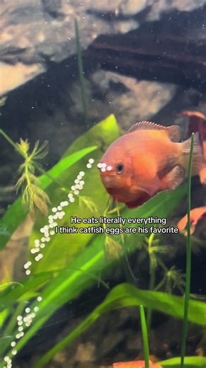 Why My Gourami Fish Is So Fat: A Hilarious Insight