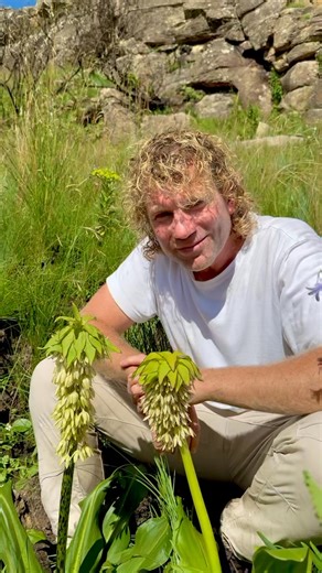 The Pineapple lily from the Drakensberg mountains, Eucomis bicolor. Growing in sheltered locations at 1900m.Creamy flowers are tinged with purple margins with dark blotches on the stem and leaves. As attractive as it is, the flowers emit a powerful stench of rotting meat to attract flies to pollinate them. #flowers #southafrica #leonkluge #flower #flowerstagram #garden #bulb #rareplants #gardeninspiration #flowerlovers #drakensbergmountains #plantsplantsplants #plantexpeditions #plants #plantlov