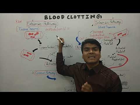 Blood Clotting in English | Blood clotting mechanism | Blood Clotting Cascade | Blood coagulation |