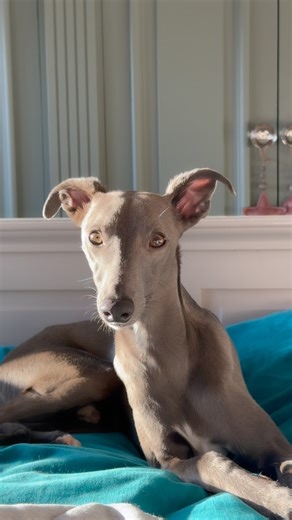 Sid 🤘🏼 on Instagram: "🫶🏼 #whippet #whippetlife #bluewhippet #sidthewhip #whippetsofinstagram"