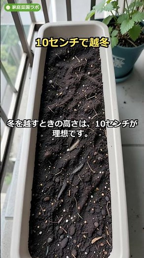 [Fava Beans] If you plant them in early October, they’ll die in winter 🫛 Plant them in late Octob...