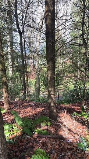 jungle sounds #forests #river #spring