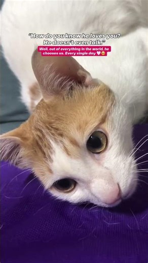 Best cuddle buddy forever💗 #catshorts #wholesomememes #catsofyoutube #cars #catlove #pets #cats