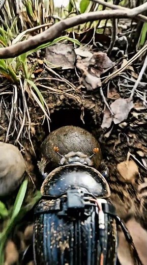 🪲 Dung Beetle POV: Rolling Into the Underground Nest 🕳️