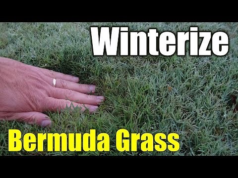Winterize Bermuda Grass
