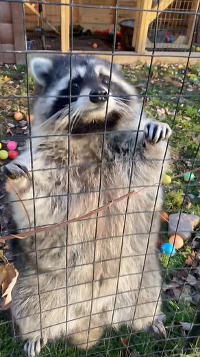 464K views · 10K reactions | Just a big ol’ gorl who gets upset if the employees are late getting the hotel’s breakfast buffet set up. | Arctic Fox Daily Wildlife Rescue, Inc. | Facebook