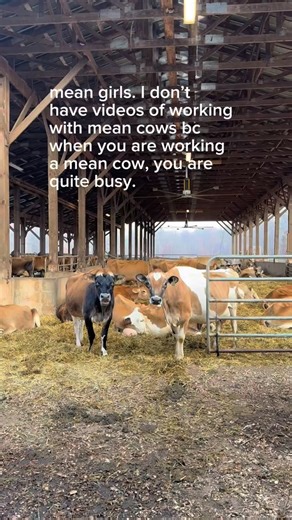 Reverence Farms on Instagram: "cray cray I have a theory that has born out in my experience again and again: when you mix conventional dairy genetics (high production and a will to milk) with strength, you get crazy. basically what happened is that the dairy industry bred for what amounts to high-production frailty for decades. then, woops!, it became unsustainable and you just can’t make cows taller with bigger udders without having some consequences. imagine that. so cows needed to be more stu