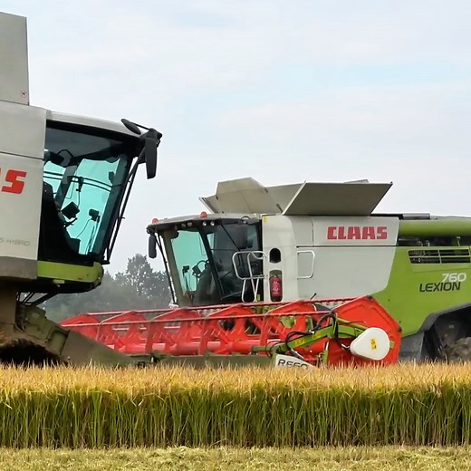 Out in the rice fields today, the Claas Lexion 760 and 750 are working side by side, bringing in the harvest. 🌾🚜 #reels #claaslexion #HarvestSeason #riceharvest | Big Machines