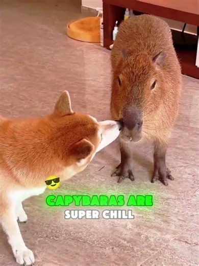 The man's cat and dog don't get along🐶🐈#nobatidao #cat