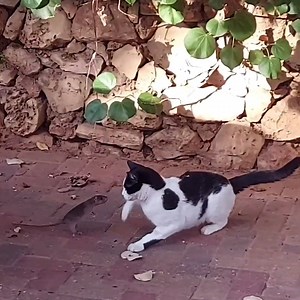 106K views · 1.7K reactions | Like a boss | Ray's Funny Page | Facebook