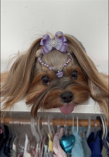 Penteado fácil para Yorkshire: passo a passo