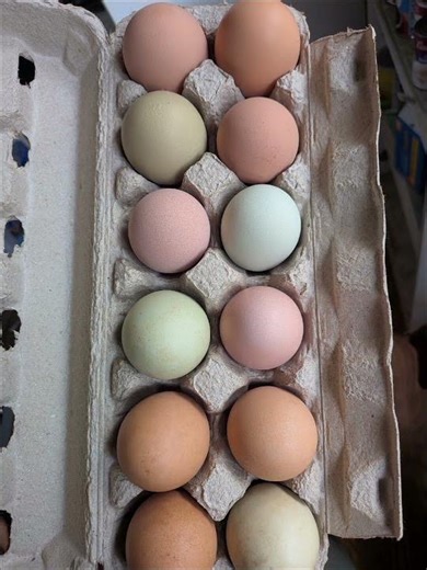 Naturally Colored Easter Eggs for Sale 🥚🌈 Asheville NC | Farm Fresh, No Dye Needed!