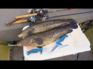 MY FIRST SNAKEHEAD CATCH N COOK || The Best Fish You'll Ever Eat