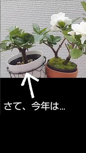 【くちなし】去年は花付かず#園芸#クチナシ#剪定 #鉢植え#ベランダガーデニング #flowers #gardenia
