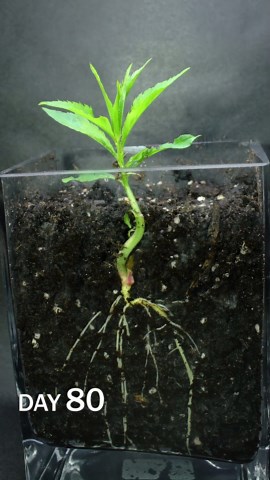 Peach sprouting time lapse