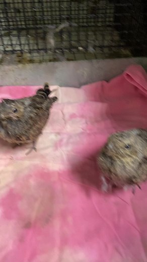 5.4K views · 358 reactions | Feeding Young Nighthawks! The common...