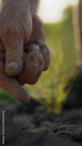 Vertical monitor. Agricultural production. Agronomist in the field manually placing corn seeds into the soil. Agricultural enterprise. Farmer's hands planting grain into soil. Spring planting of corn