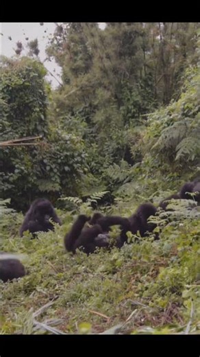 gorilla sanctuary #wildlife