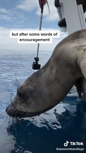 SeaWorld San Diego on TikTok