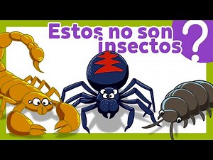 What is an insect, actually?