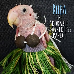 Rhea, the bald-bird has managed to capture the heart of thousands around the world despite being left on the streets all alone! 🐦😍 Leave us a Like on DazzlingNews if you liked the video! | DazzlingNews