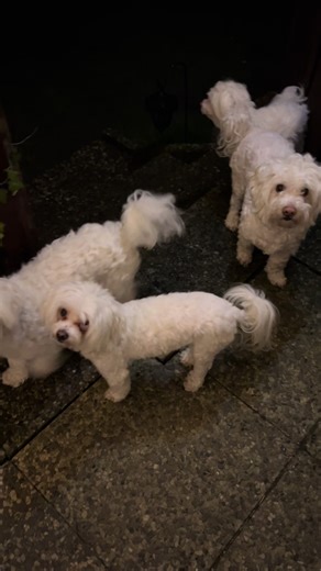 Caring for Your Bichon Maltese