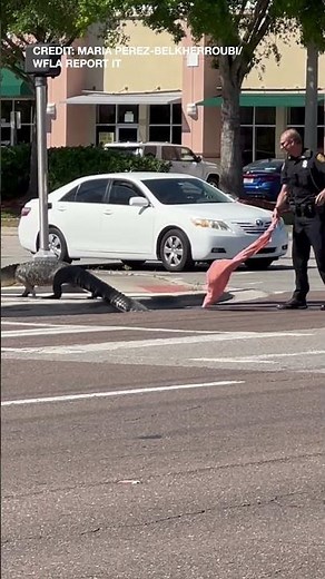 Tampa Police Guide Alligator Off Of Busy Street