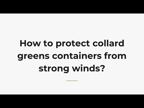 How to protect collard greens containers from strong winds?