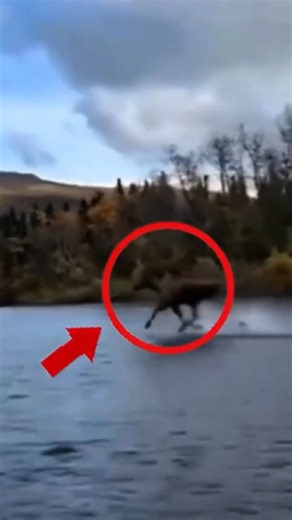 Top 3 Fastest Animals on Earth(Part 1)😱⚡