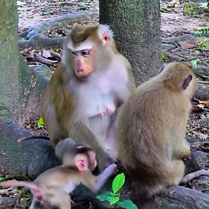 15 So Sad! Baby Lynx Desperately Cries for Milk — Luna Turns Away Without Helping 😭