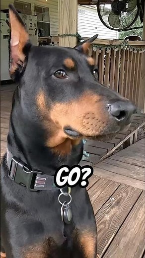 Doberman Morning Kickoff: He Knows How to Start the Day ☀️🐾