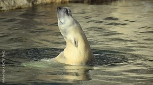 Young polar bear gracefully swimming in the chilly waters of the Arctic, showcasing its powerful strokes and streamlined body