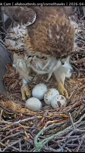 Hawk parents and four eggs #hawk #bigred #arthur #birds #nest #nature #egg #shorts
