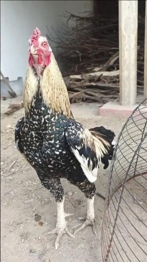 java aseel murga #aseelmurga #birds #shorts #shortvideo #like #subscribe #rooster #ayam