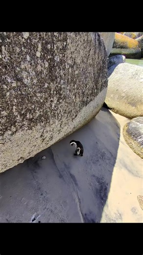 Chill Moments with a Pet Penguin